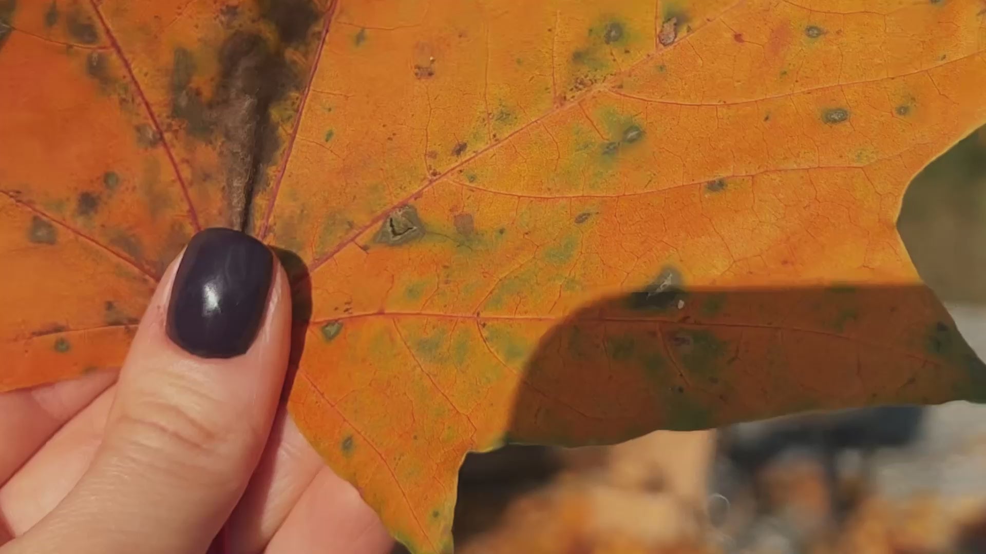 Stainless Steel Cold Plunge Tub for One